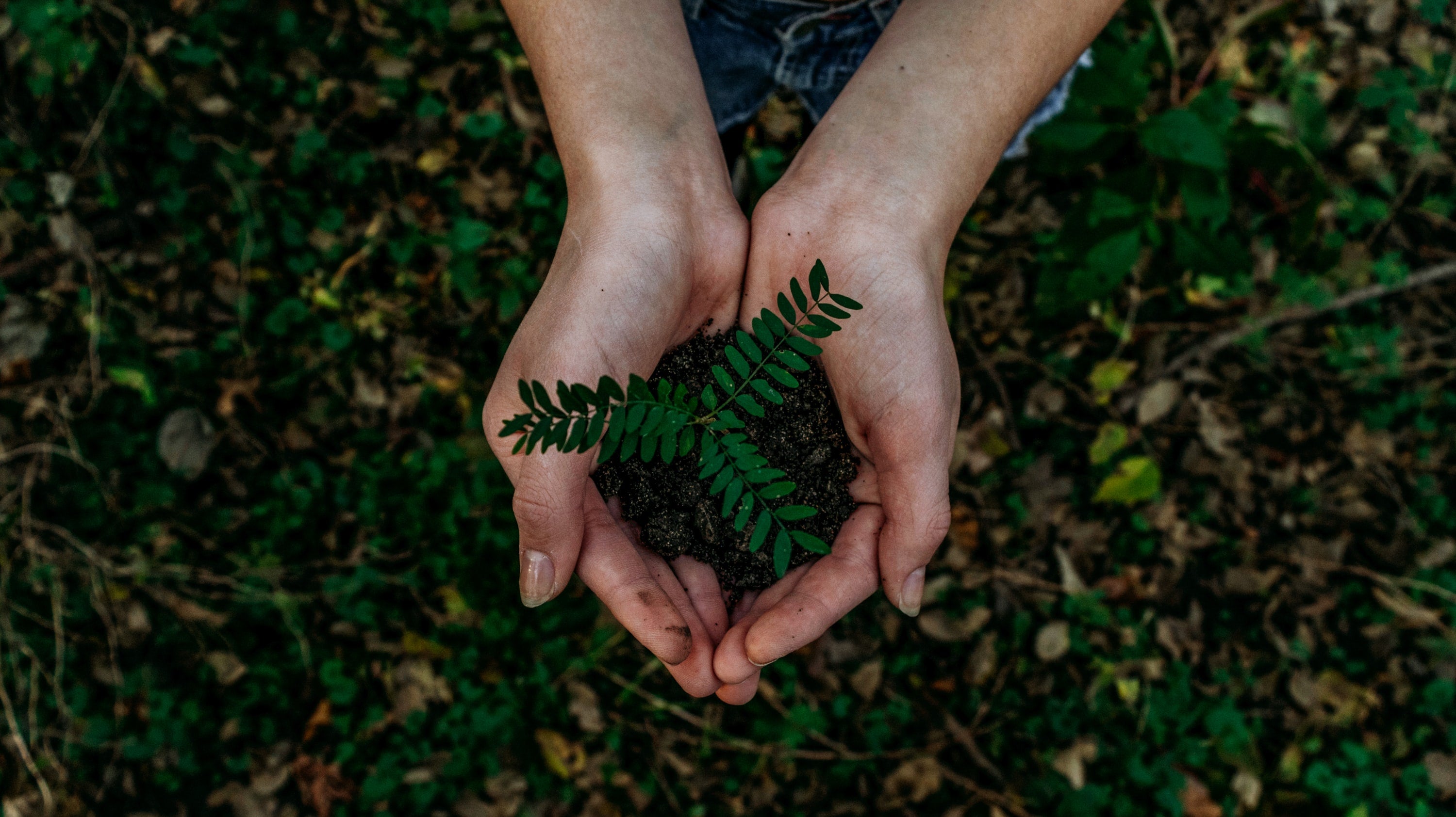 cupped hands hold a small green plant ready to plant