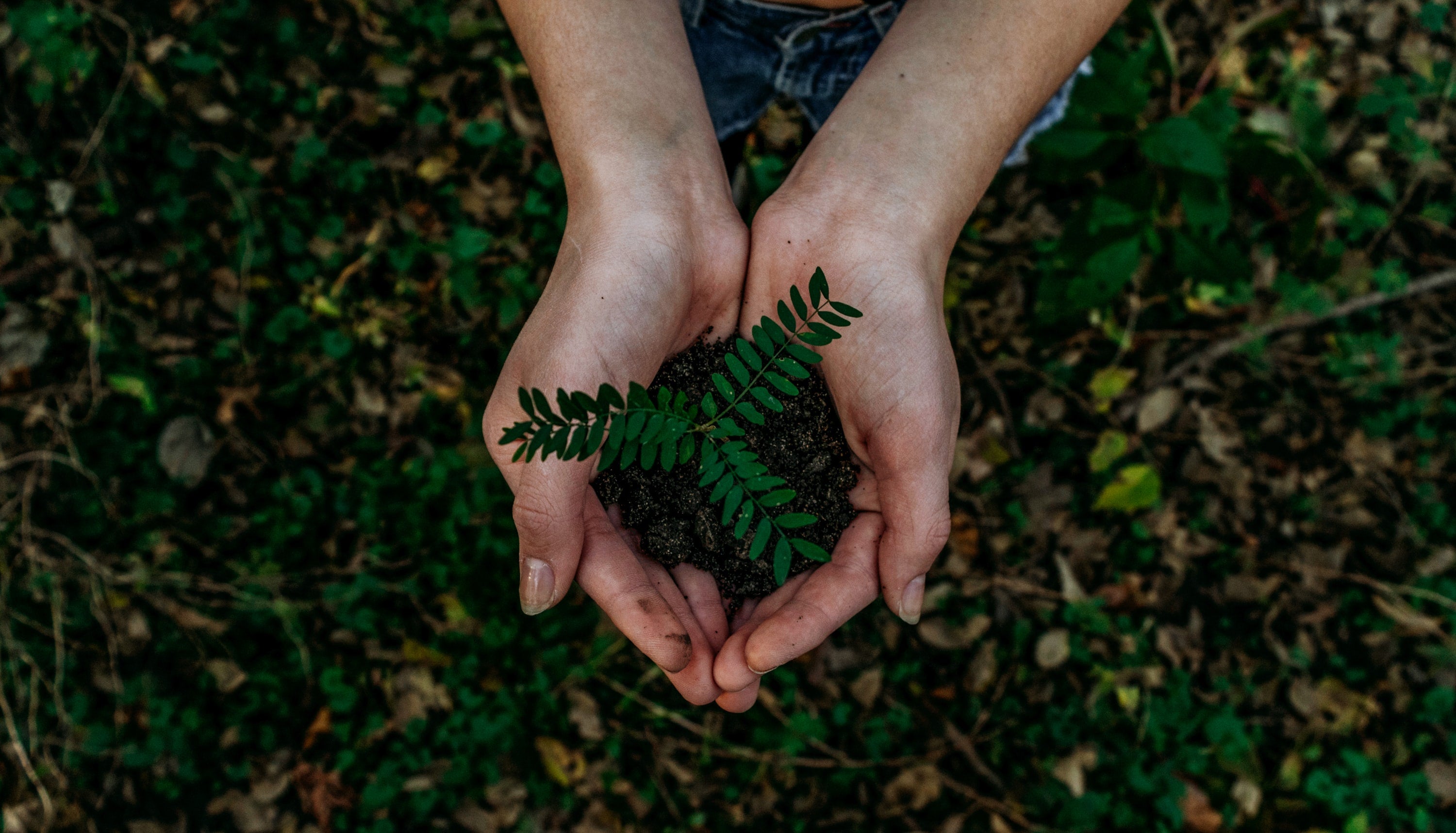 cupped hands hold a small green plant ready to plant 